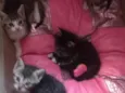 Gatos