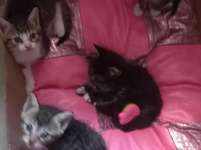 Gato ra a SRD-ViraLata idade Abaixo de 2 meses nome Gatos