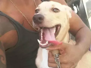 Cachorro raça SRD-ViraLata idade 4 anos nome Nina