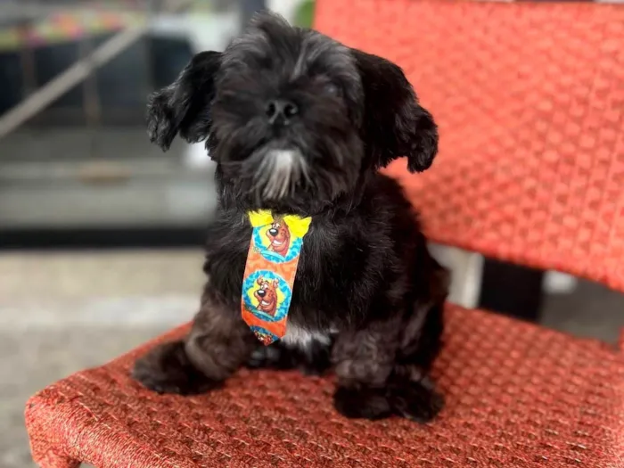 Cachorro raça SRD-ViraLata idade 5 anos nome Kobe 