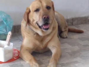 Cachorro raça Labrador idade  nome Arthur