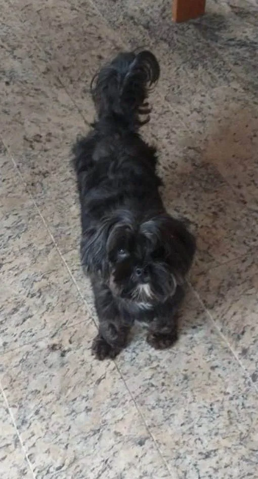 Cachorro raça SRD-ViraLata idade 5 anos nome Kobe 