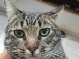 Gato raça Mestico  idade 7 a 11 meses nome Theo 