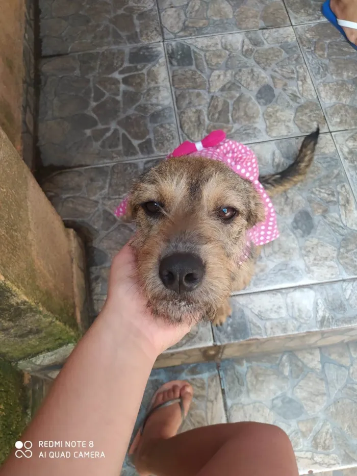 Cachorro ra a SRD-ViraLata idade 1 ano nome Hanna Catarina