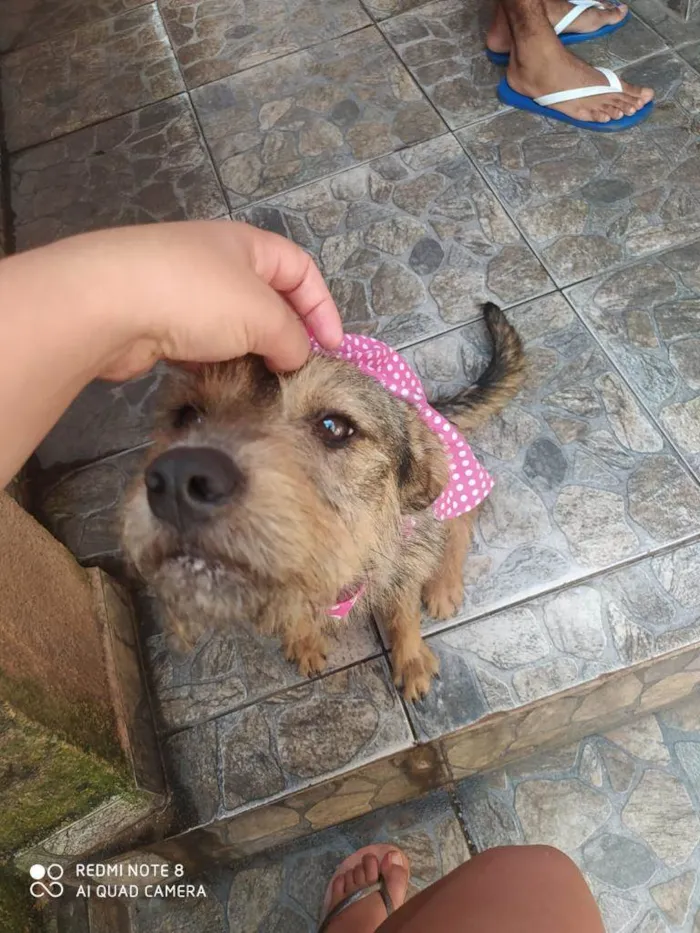 Cachorro ra a SRD-ViraLata idade 1 ano nome Hanna Catarina