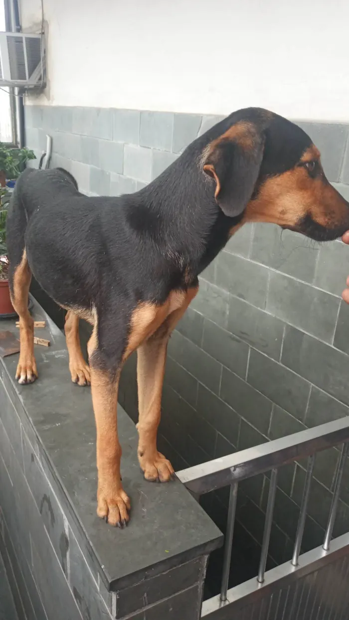 Cachorro ra a SRD-ViraLata idade  nome Thorzinha