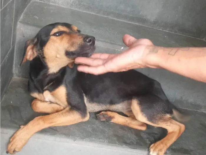 Cachorro ra a SRD-ViraLata idade  nome Thorzinha