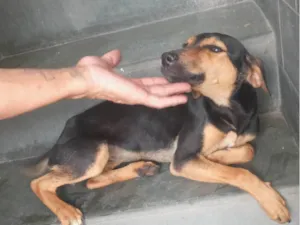 Cachorro raça SRD-ViraLata idade  nome Thorzinha