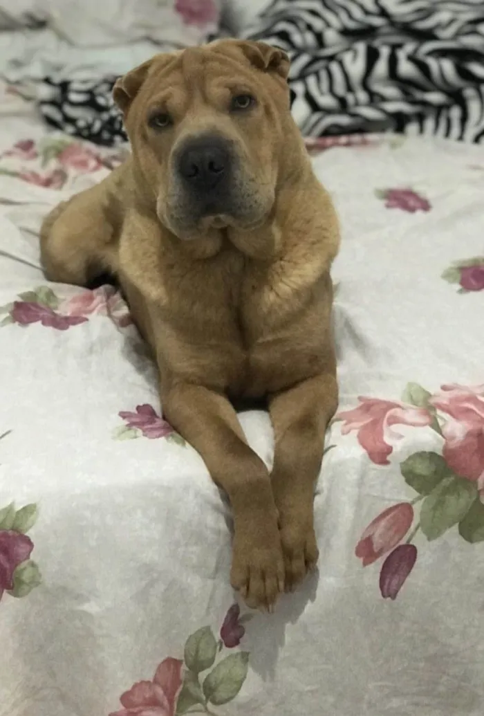 Cachorro ra a Shar Pei idade 2 anos nome Bob 