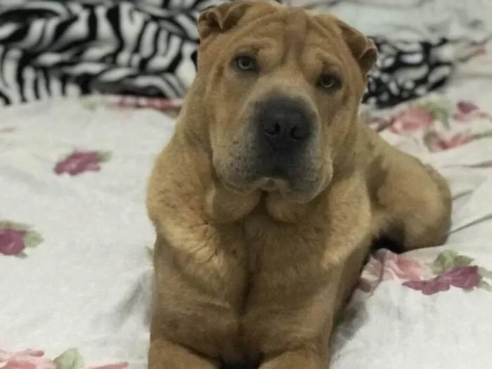 Cachorro ra a Shar Pei idade 2 anos nome Bob 