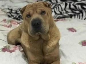 Cachorro raça Shar Pei idade 2 anos nome Bob 