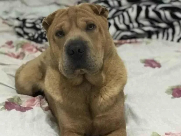 Cachorro ra a Shar Pei idade 2 anos nome Bob 