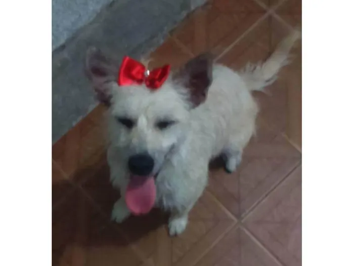 Cachorro ra a SRD-ViraLata idade 4 anos nome LUA 