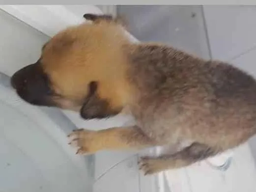 Cachorro ra a Pastor belga misturado com vira-latas  idade 2 a 6 meses nome Sem nome são filhotes 