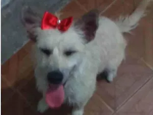 Cachorro raça SRD-ViraLata idade 4 anos nome LUA 