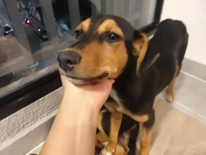 Cachorro ra a SRD-ViraLata idade 2 a 6 meses nome Amor