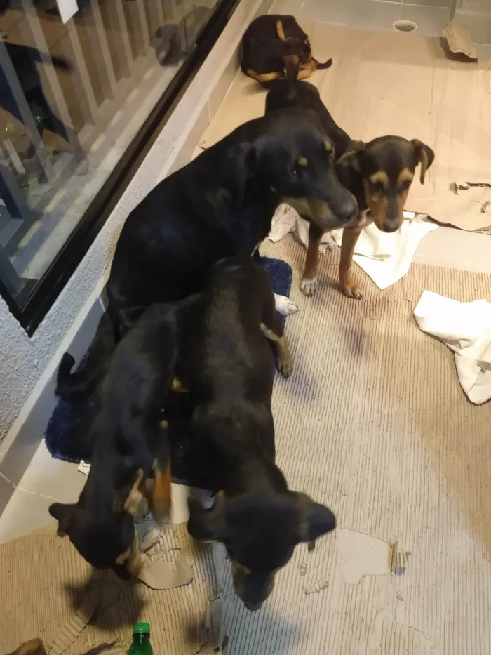 Cachorro ra a SRD-ViraLata idade 2 a 6 meses nome Amor