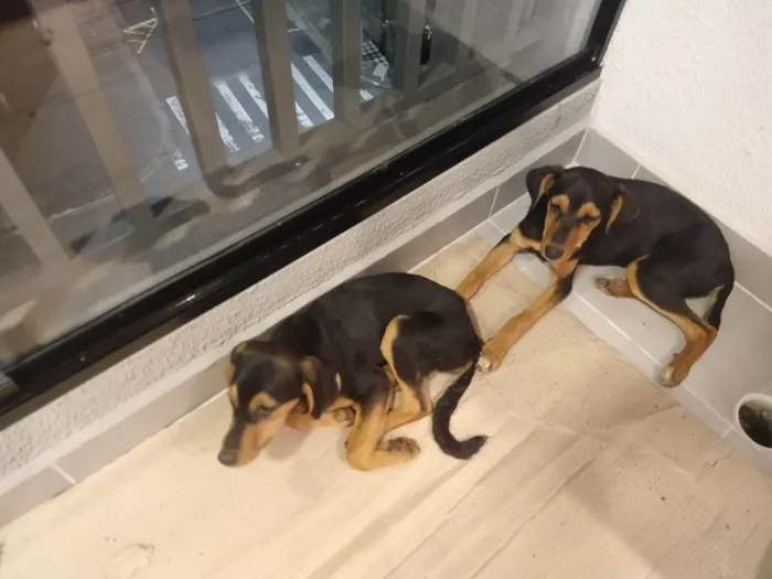 Cachorro ra a SRD-ViraLata idade 2 a 6 meses nome Amor