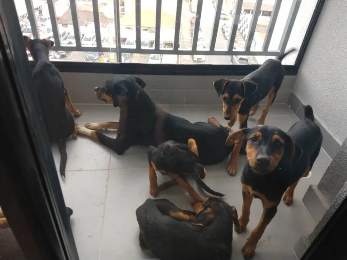 Cachorro ra a SRD-ViraLata idade 2 a 6 meses nome Amor