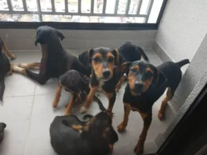 Cachorro raça SRD-ViraLata idade 2 a 6 meses nome Amor