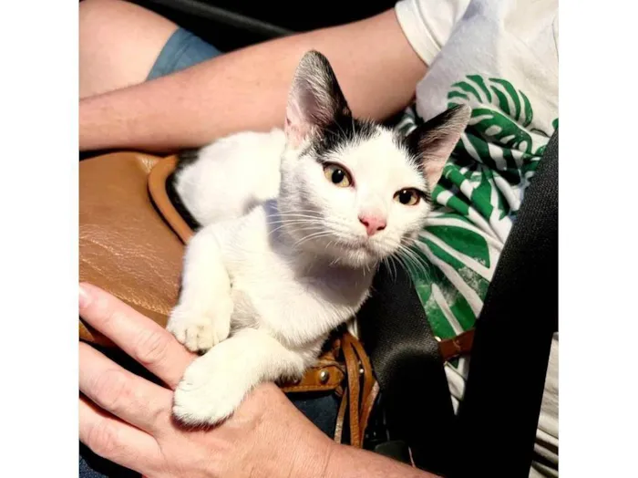 Gato raça Frajola idade 2 a 6 meses nome Havy