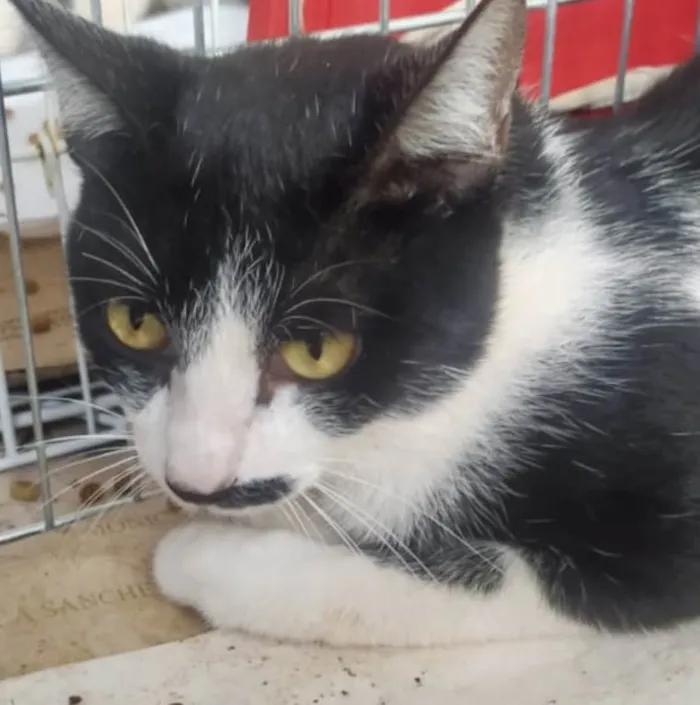 Gato ra a Mestico  idade 2 a 6 meses nome Mickey 