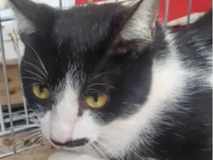 Gato raça Mestico  idade 2 a 6 meses nome Mickey 