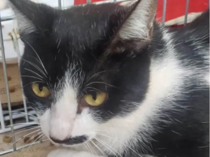 Gato ra a Mestico  idade 2 a 6 meses nome Mickey 