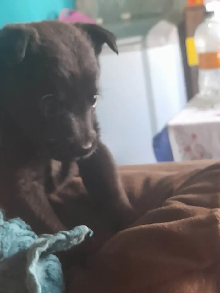 Cachorro ra a Labrador com viralata idade Abaixo de 2 meses nome Nina, tata, lola e joaquim