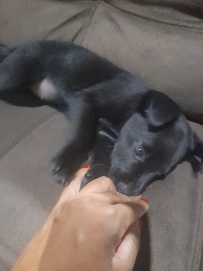 Cachorro ra a Labrador com viralata idade Abaixo de 2 meses nome Nina, tata, lola e joaquim