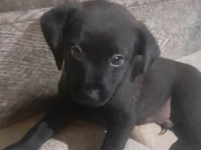 Cachorro ra a Labrador com viralata idade Abaixo de 2 meses nome Nina, tata, lola e joaquim