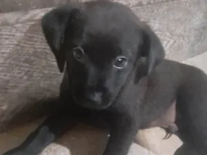 Cachorro raça Labrador com viralata idade Abaixo de 2 meses nome Nina, tata, lola e joaquim