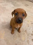 BELINHA
