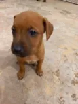BELINHA