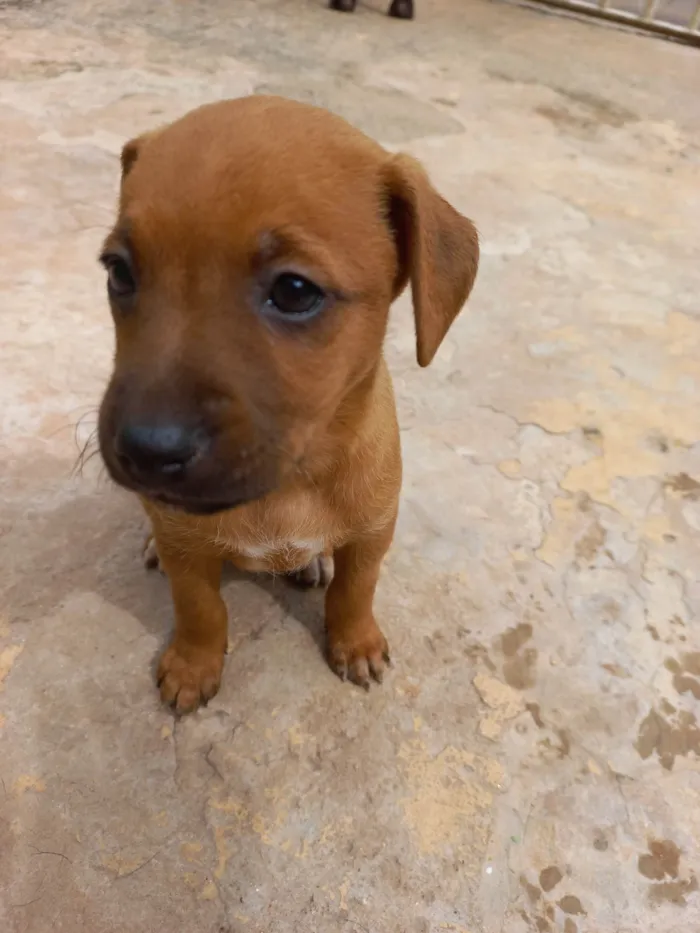 Cachorro ra a SRD-ViraLata idade Abaixo de 2 meses nome BELINHA