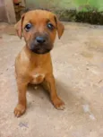 BELINHA