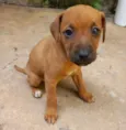 BELINHA
