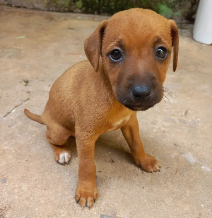 Cachorro ra a SRD-ViraLata idade Abaixo de 2 meses nome BELINHA