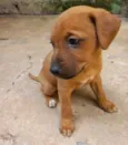 BELINHA