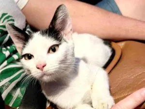 Gato raça Frajola idade 2 a 6 meses nome Havy