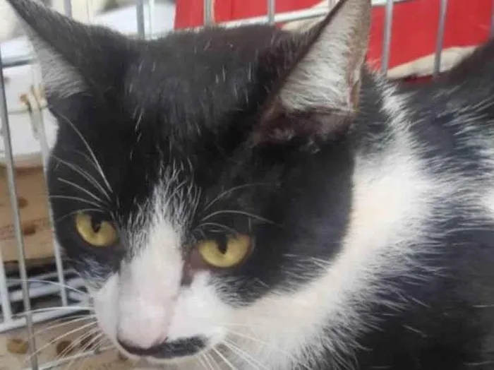 Gato ra a Mestico  idade 2 a 6 meses nome Mickey 