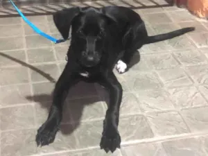 Cachorro raça Srd idade 2 a 6 meses nome Nome temporario Theo