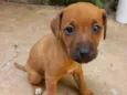 BELINHA