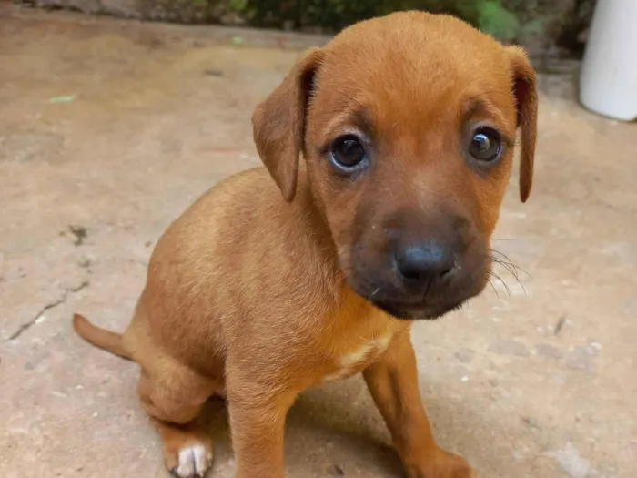 Cachorro ra a SRD-ViraLata idade Abaixo de 2 meses nome BELINHA