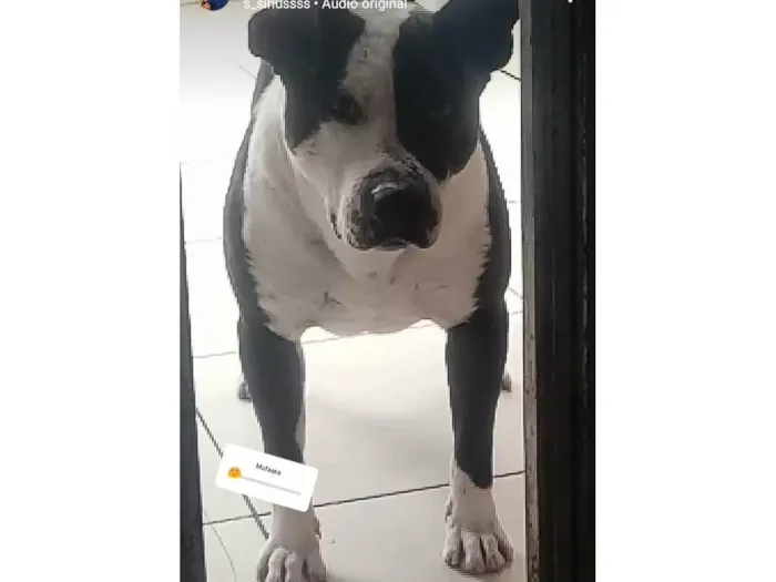 Cachorro ra a Pit-Bull idade 1 ano nome Mufasa