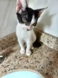 Gato raça SRD-ViraLata idade 2 a 6 meses nome Sonic bb2meses lindo 