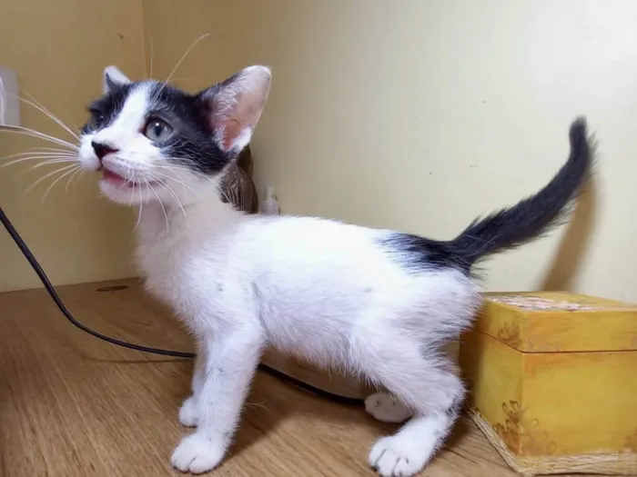 Sonic bb2meses lindo 