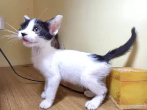 Gato raça SRD-ViraLata idade 2 a 6 meses nome Sonic bb2meses lindo 