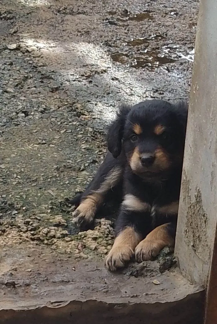 Cachorro ra a Vira lata  idade 2 a 6 meses nome Não sei 