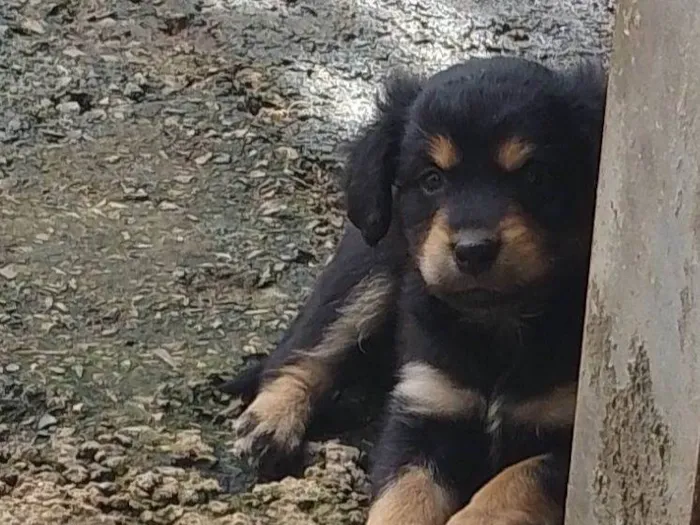 Cachorro ra a Vira lata  idade 2 a 6 meses nome Não sei 